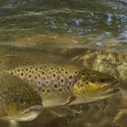 Since 2003 I was fascinated by this picture of a calendar sheet in a fishing calendar. After sending a request to the author I was kindly allowed to use it on my website. But I did not know where the picture was taken. Then the following happened. Autumn 2010 I bought a fishing licence for river Ilm and was fishing up the river below of Buchfart. Being absorbed in fishing I waded through the town bit by bit. When I could not go any further, my eyes swept away from the water for a moment. And there it was standing right in front of me  the homepage of my website.