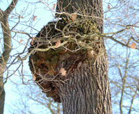 Natural root wood
